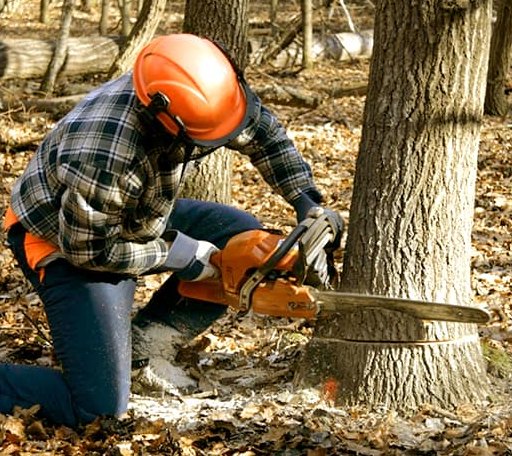 Tree Removal in Geneva, MN